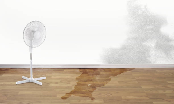 Best Water damage restoration near me  in The Crossings, FL